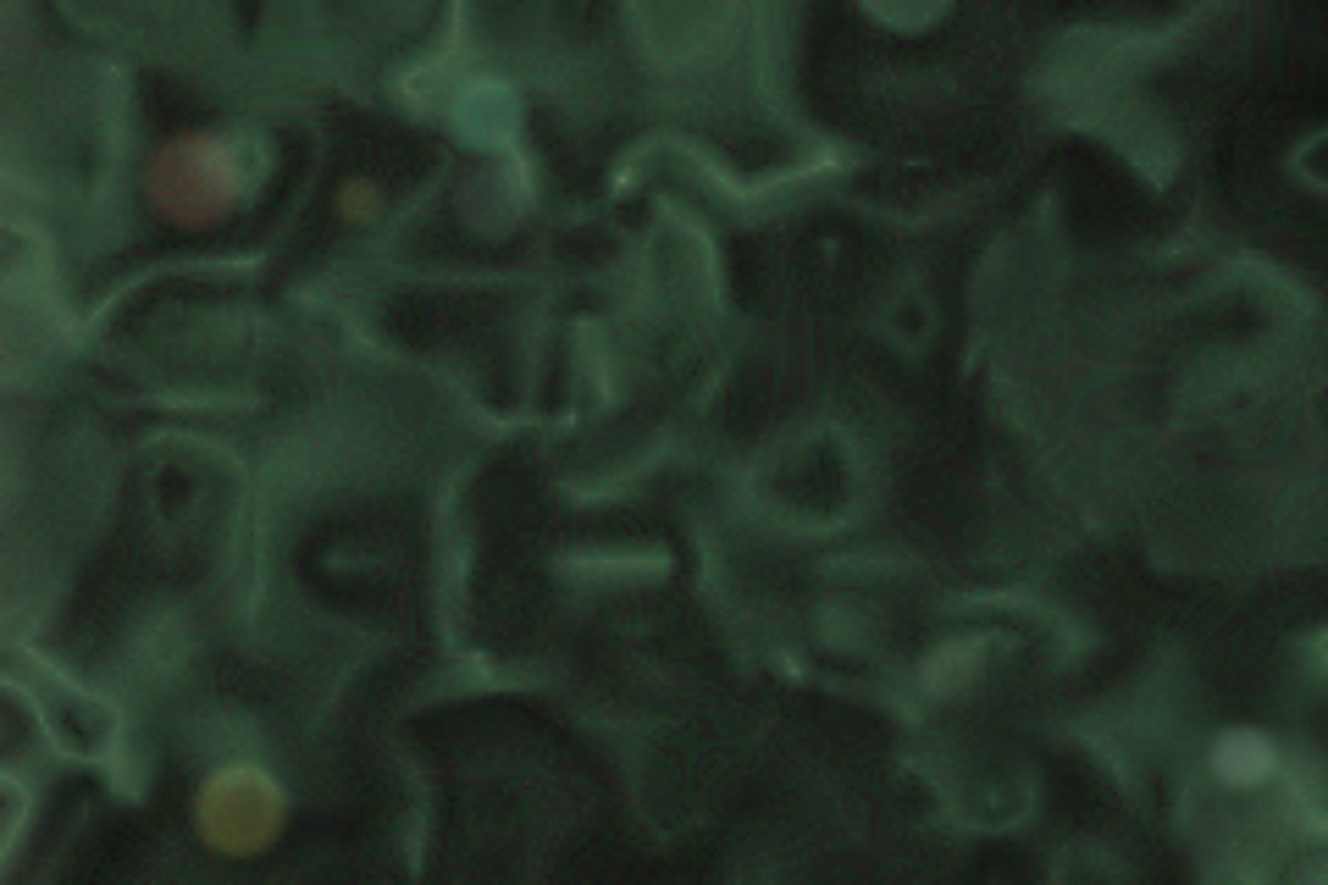 EON detail 01
