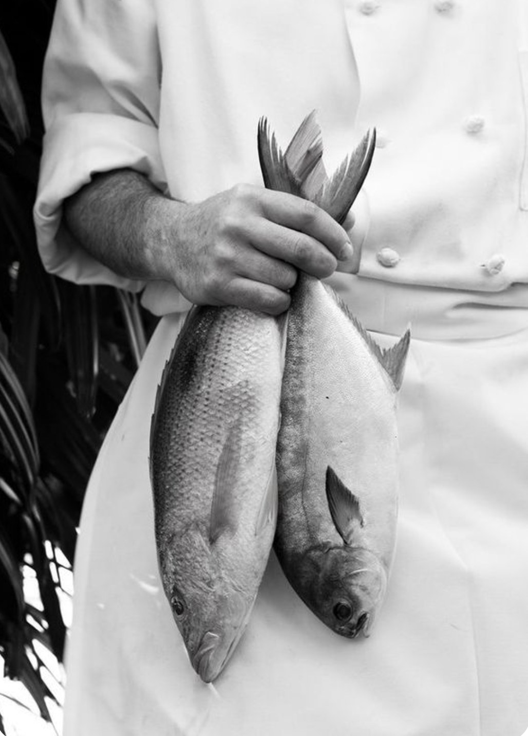 Marea — chef holding fresh fish